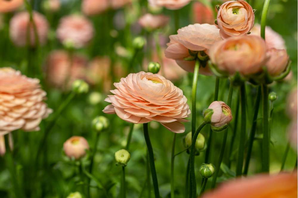 Ranunkel 'Elegance® Salmon'